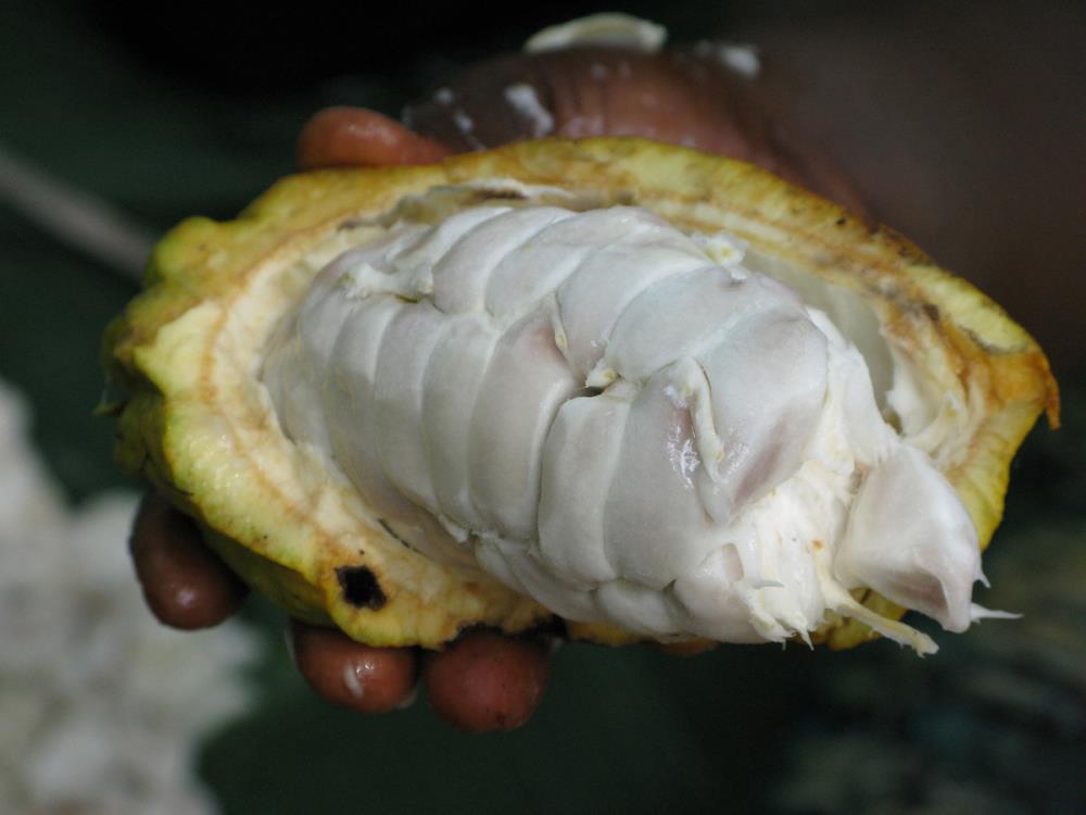 1 kg, Kakao aus Madagaskar - Ein weltweit einzigartiges Territorium