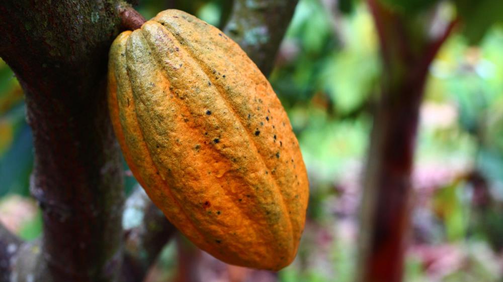 1 kg, Kakao aus Madagaskar - Ein weltweit einzigartiges Territorium