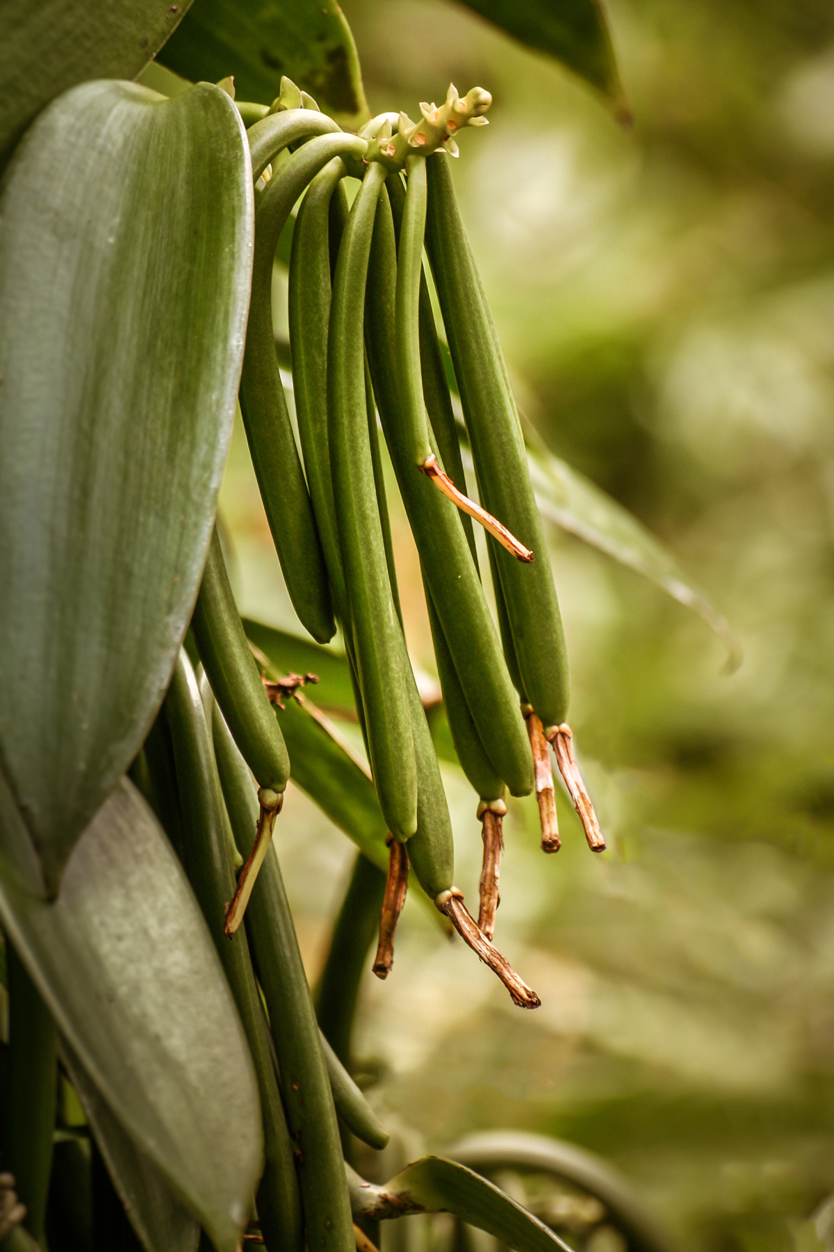 Bourbon Vanilleschote aus Madagaskar, 1 Stück